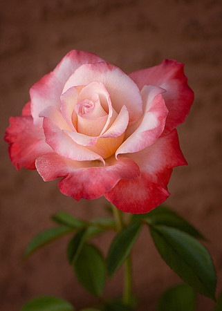 Rose 'Gemini'