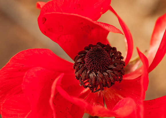 Fibonacci Spiral - Ranunculus