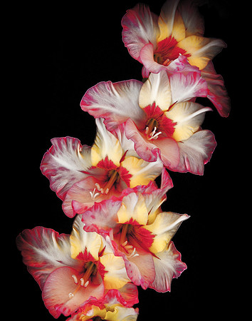 Dance of the Flowers