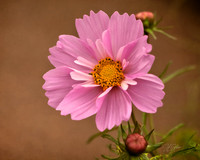 Flower of Autumn