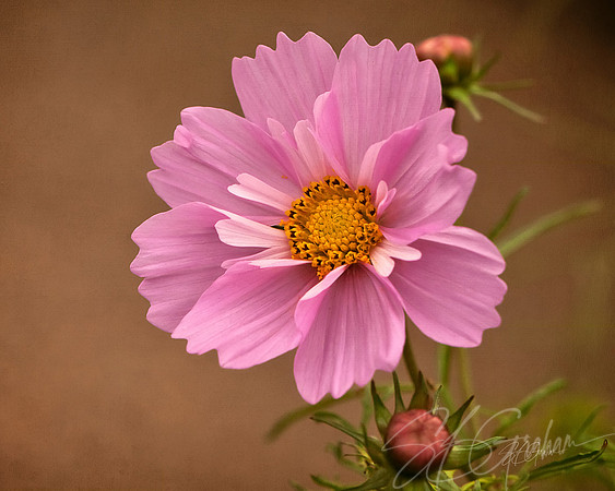Flower of Autumn