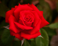 Red, Red Rose