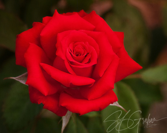 Red, Red Rose