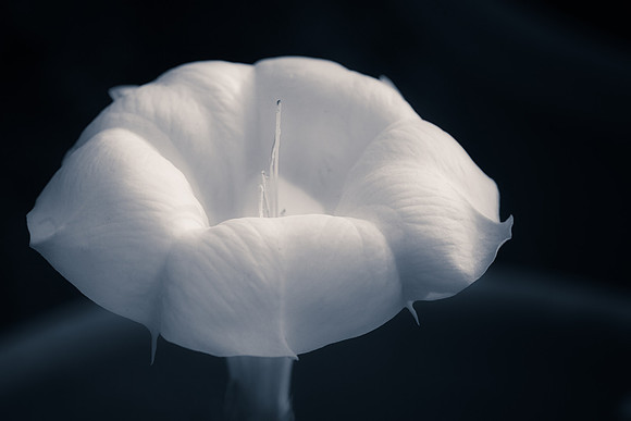 Ephemeral