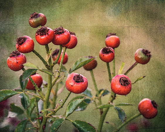 Rose Potpourri - Hips of 'Yoyo'