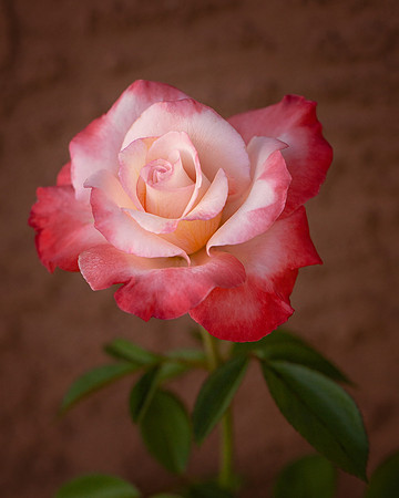 Rose 'Gemini' - Best Bloom at Exhibition Stage, and Best of Section B - The Rose