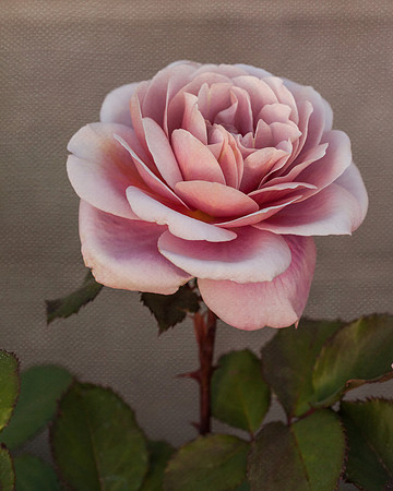 Rose 'Distant Drums' - Best Theme of Show: The Artistic Rose