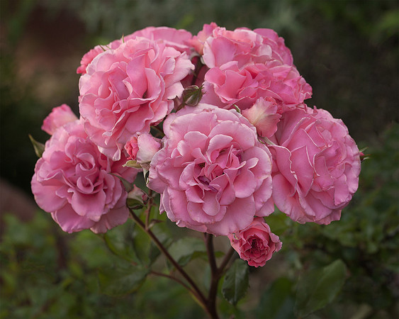 One Spray - 'Dream Weaver'
