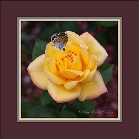 Rose 'Gold Medal'