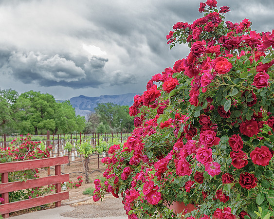 Rose Potpourri - 'Dr. Huey'