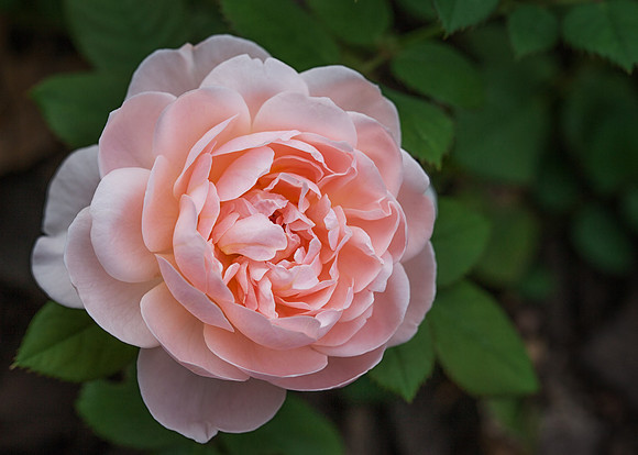 Ambridge Rose