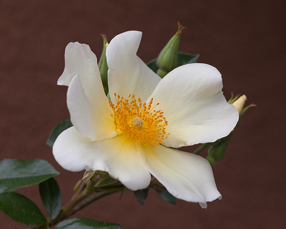 Front Cover, 2014 ARS Rose Annual, Rose  'Mermaid'
