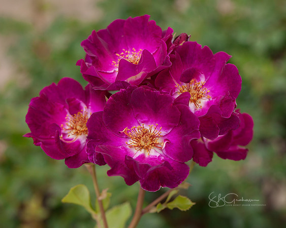 Rose 'Route 66'