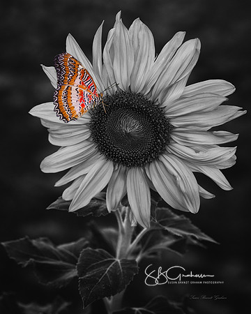 Emerged