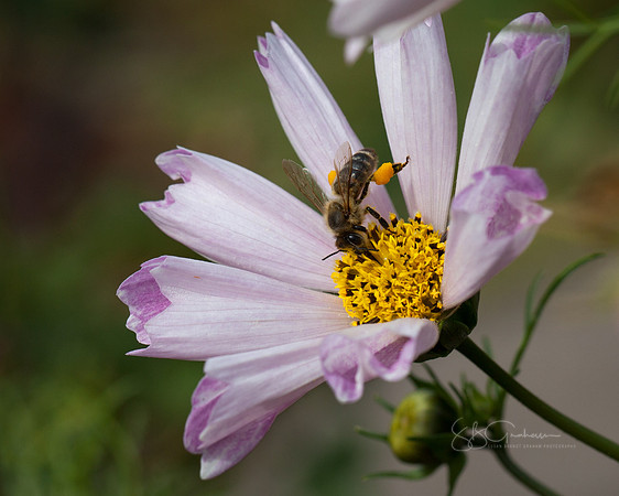 Busy Bee, Filling Corbiculae with Pollen