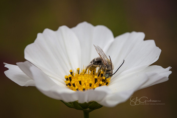 Long-Horned Bee at Work in Cosmos