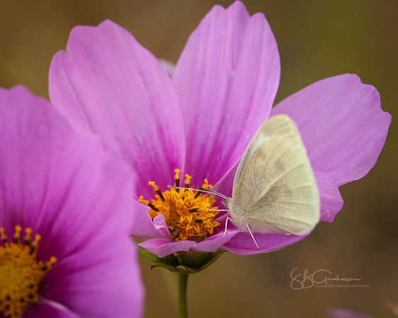 Simple Beauty in the Garden
