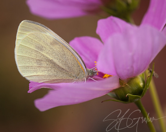 Nature: Butterfly on Cosmos, Normal Color Vision