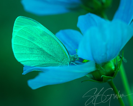 Nature: Butterfly on Cosmos, Severe Protanopia