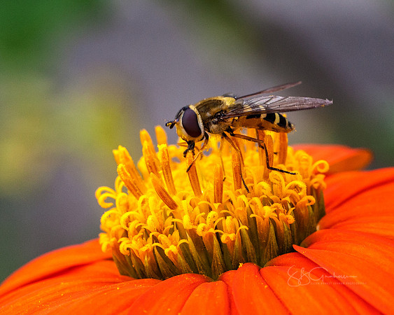 Amazing Nature: Mimicry