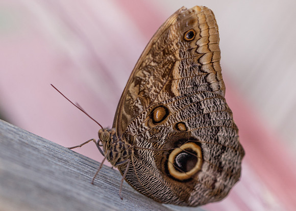 Owl Butterfly