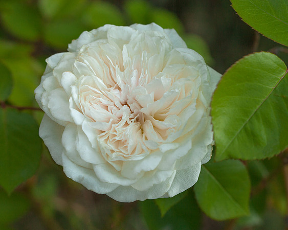 Sombreuil