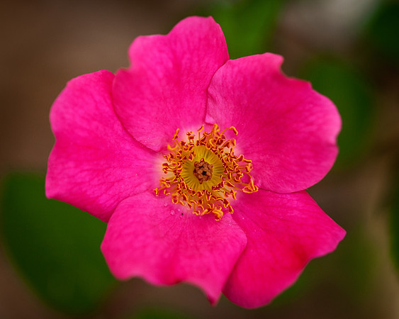 A Rose I Saw While Out Walking. The stamens caught my eye.