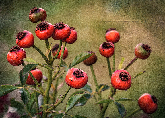 Rose Hips - Yoyo