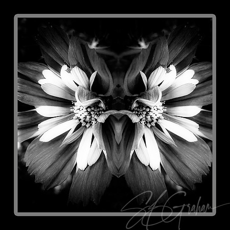 Dancing with Abandon