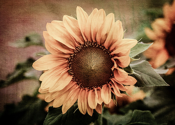 Fibonacci Spiral - Sunflower