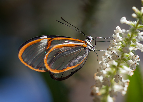 Glasswing Butterfly