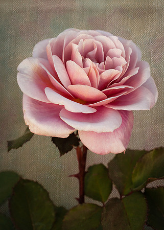 Rose 'Distant Drums'